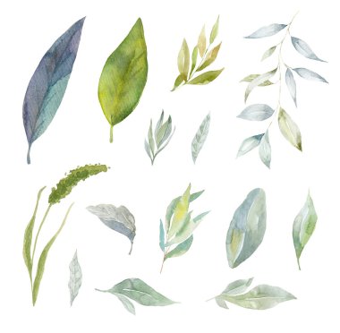 Beyaz arkaplanda suluboya dalları ve yapraklar.