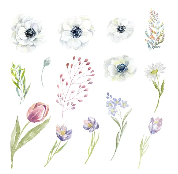 白地に水彩画の花と枝のセット — ストック写真