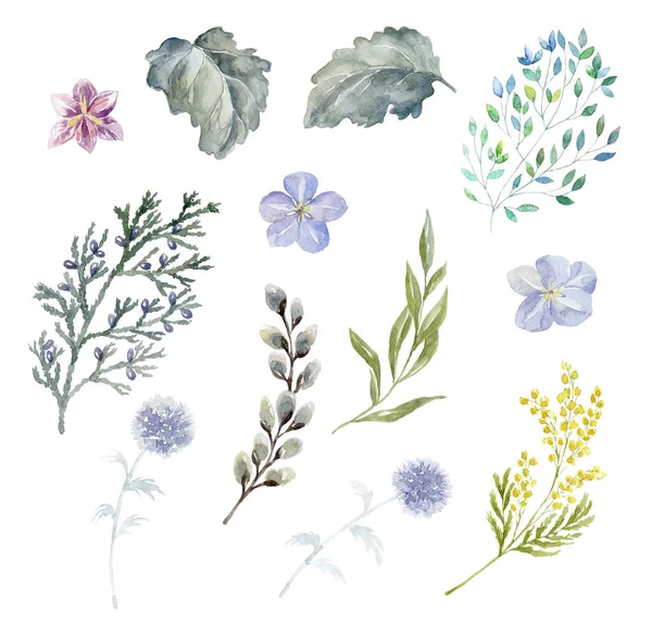 Set Von Aquarellblumen Und Blättern Auf Weißem Hintergrund — Stockfoto