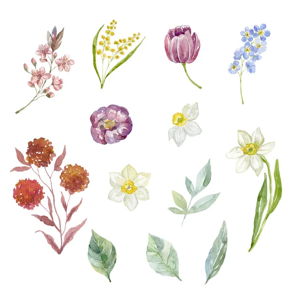 Set Aquarel Bloemen Bladeren Witte Achtergrond — Stockfoto