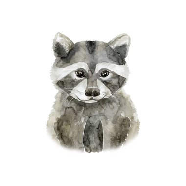 Beyaz arka planda suluboya rakun. Orman Hayvanı Çizimi.