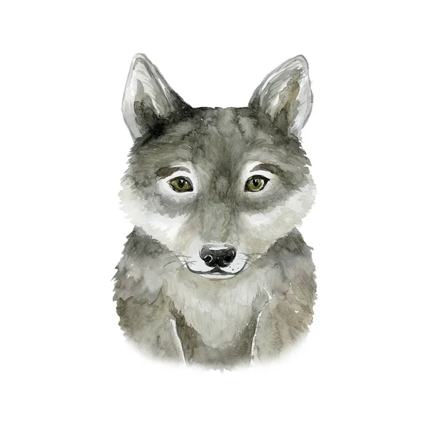 Loup Aquarelle Sur Fond Blanc Forêt Illustration Animale — Photo
