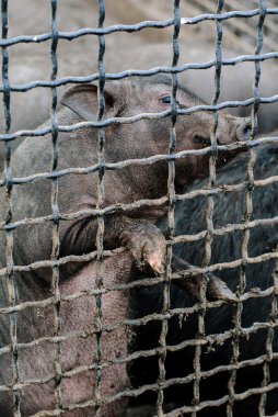 bir domuzcuk bir kafese girdi