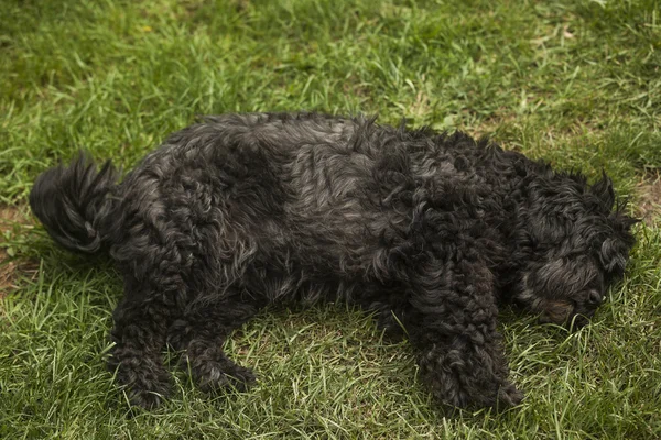 Пули - венгерская пастушья собака, лежащая в траве — стоковое фото