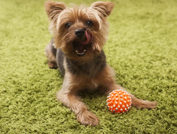 Evde oynarken mutlu yorkshire terrier köpek — Stok fotoğraf