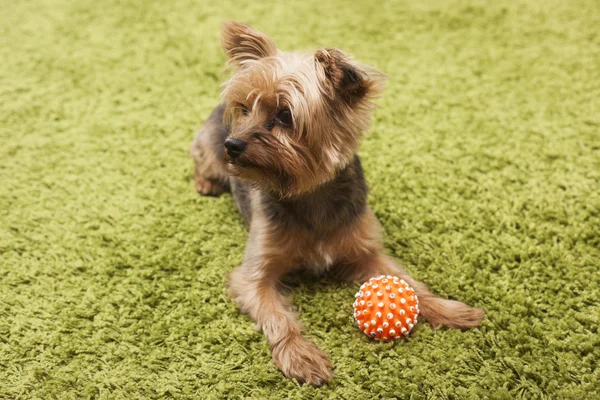 Boldog yorkshire terrier kutya otthon játszó — Stock Fotó