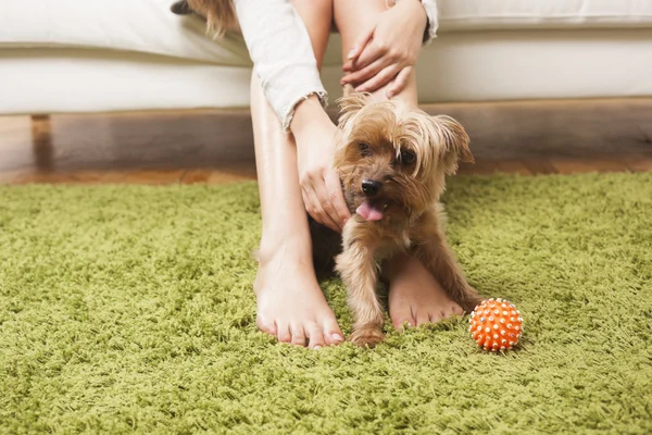 Young woman with her yorkshire terrier dog at home — Stock Photo, Image