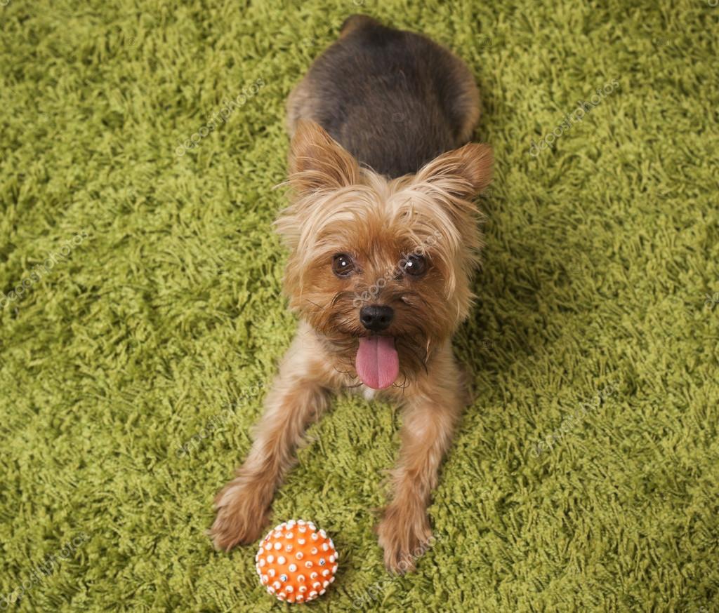 Happy yorkshire terrier dog playing at home — Stock Photo © photosassy 31196989