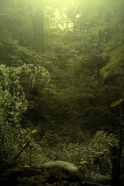 Foto vintage del bosque de otoño — Foto de Stock