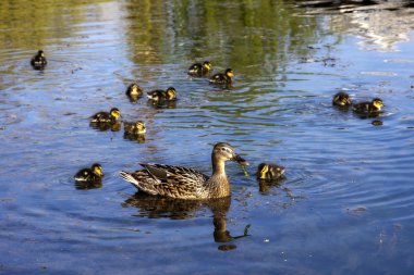 Ördek ve ördek yavruları