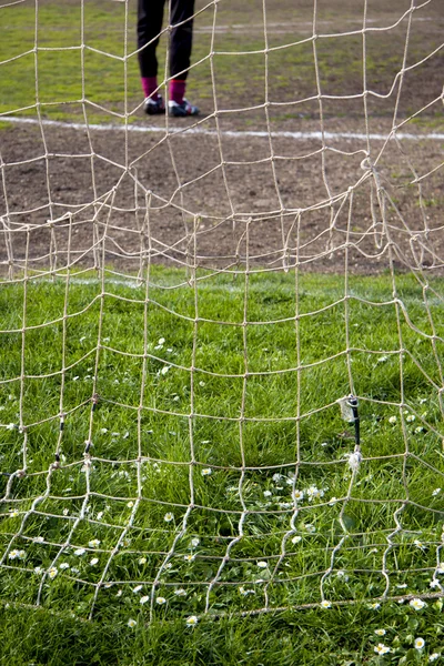 Daisies behind the goal net — Stock Photo, Image