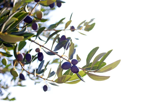 zeytin dalı