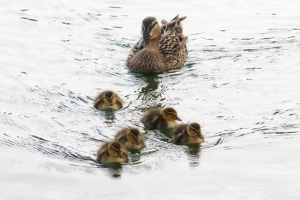 Entenmama und Entchen — Stockfoto