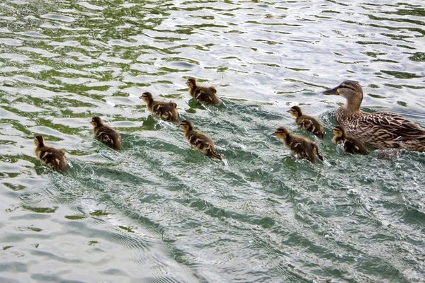 Duck and ducklings on the run — Stock Photo, Image