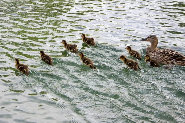 Ente und Entchen auf der Flucht — Stockfoto