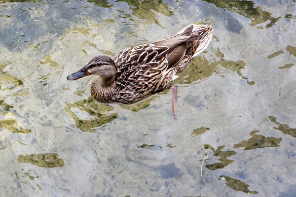 Schwimmende Ente — Stockfoto