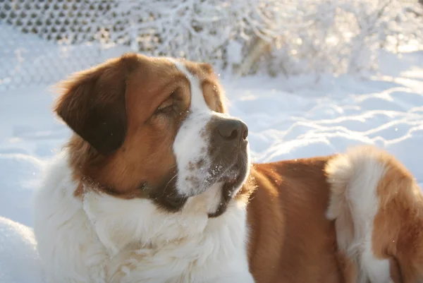 Dog in the snow — Stock Photo, Image