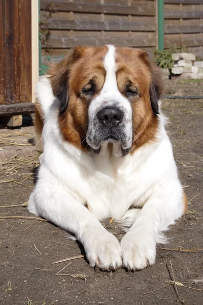 Büyük güzel köpek — Stok fotoğraf