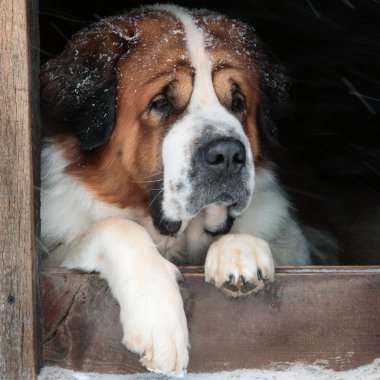 köpek bir kutusu karda sığındılar