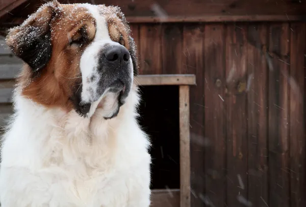 Hond in de sneeuw in de winter — Stockfoto