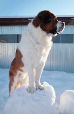 arka plan mavi gökyüzünde büyük köpek