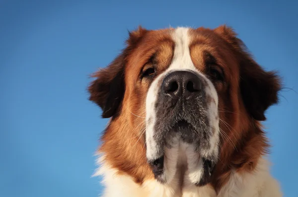 Arka plan mavi gökyüzünde büyük köpek — Stok fotoğraf