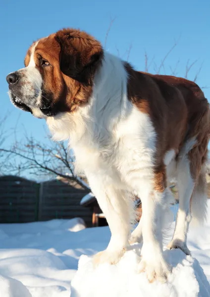 Big dog on a background of blue sky — Stock Photo, Image