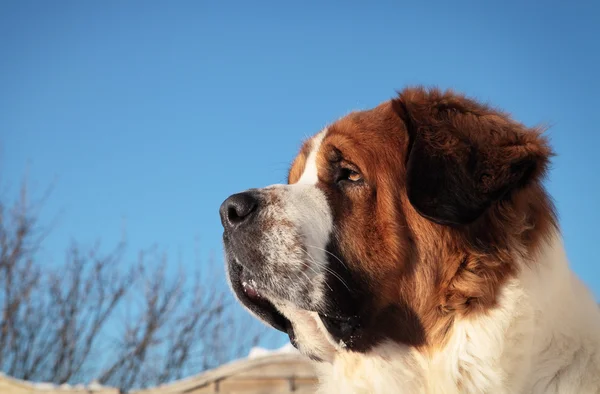 Büyük köpek — Stok fotoğraf