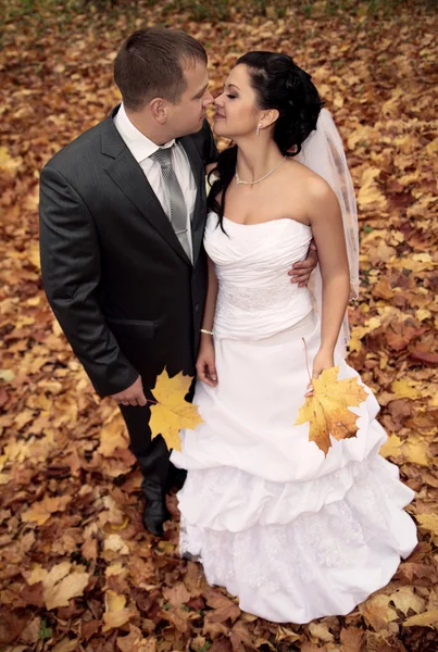 Wedding theme, the bride and groom are in the maple leaves on gr — Stock Photo, Image