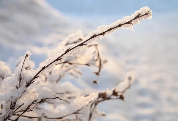 Frost och snö på grenarna, vintern bakgrund — Stockfoto