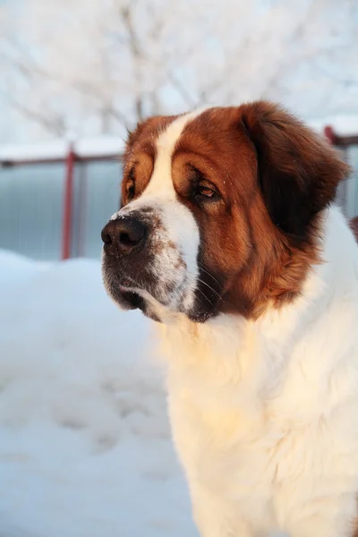 Big dog,winter — Stock Photo, Image