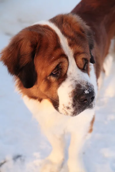 Big dog,winter — Stock Photo, Image