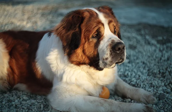 Büyük köpek ile bir top oynarken. — Stok fotoğraf