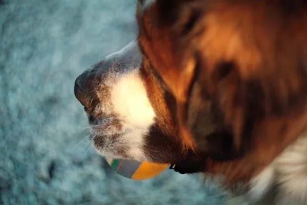 Bir köpeğin ağzında top varken. — Stok fotoğraf