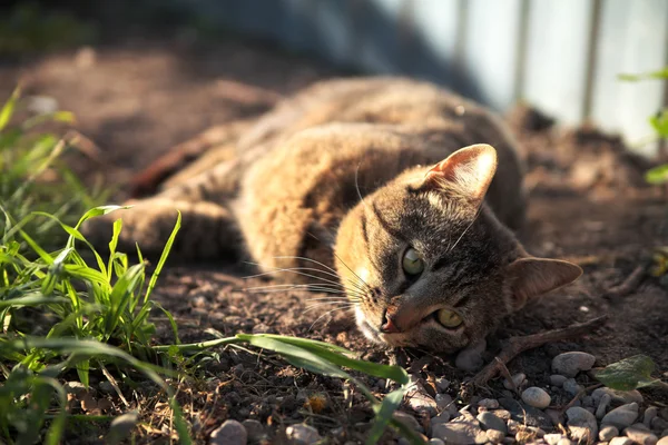 Katt liggande på marken — Stockfoto