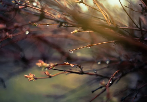 Gotas de lluvia en las ramas . — Foto de Stock