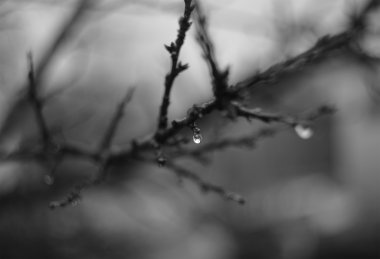 Yağmur damlaları dallar üzerinde.