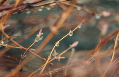 branches.nature arka plan üzerinde yağmur damlaları.