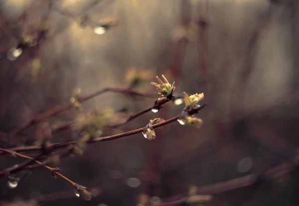 Branches.nature 背景に雨の滴. — ストック写真