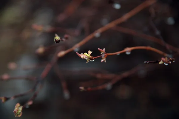 Rain drops on the branches.Nature background. — Stock Photo, Image