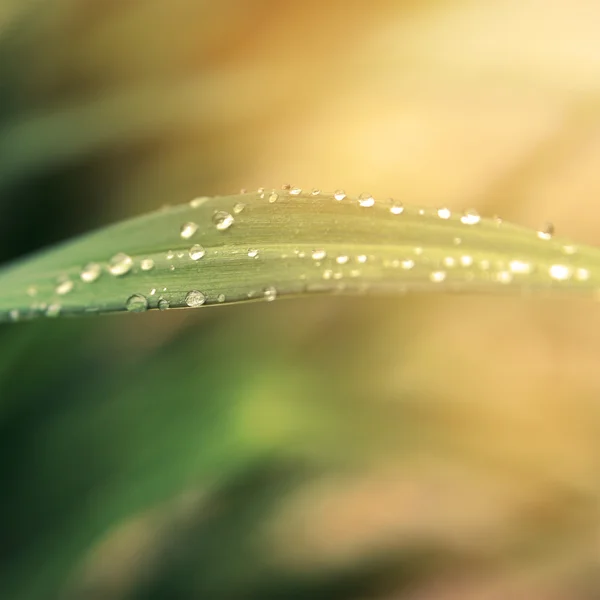 Regentropfen auf frischem grünen Gras in den Strahlen der untergehenden Sonne. — Stockfoto