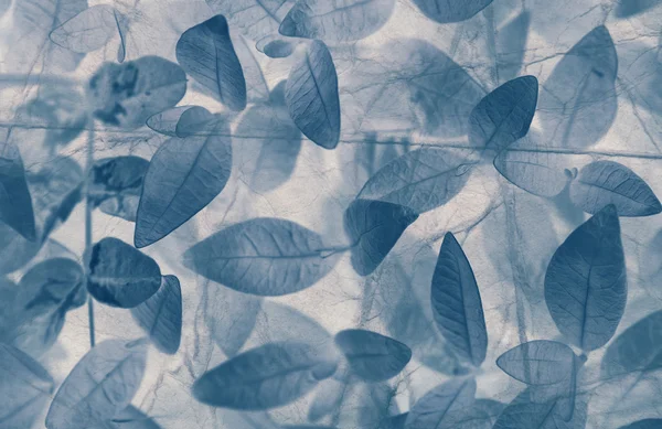 Textur, blauer Hintergrund der Blätter. — Stockfoto