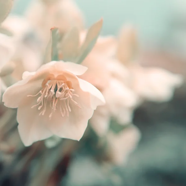 Fondo de flores — Foto de Stock