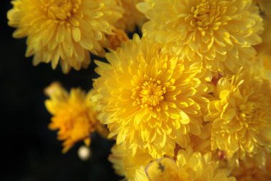 sarı Kasımpatı sonbahar çiçekler