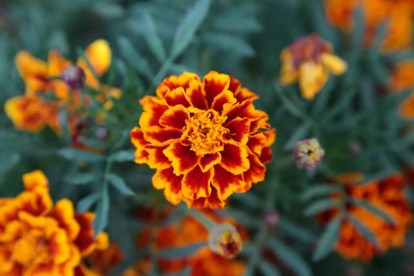 Φόντο λουλούδι marigold — Φωτογραφία Αρχείου