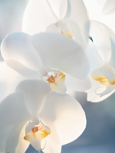 Close-up of white orchids on blue background. Toned image. — Stock Photo, Image