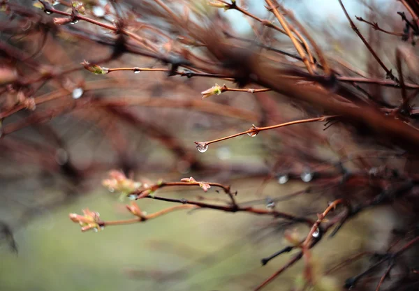 Des gouttes de pluie sur les branches . — Photo