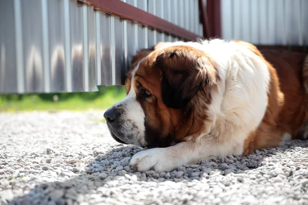 Büyük bir köpek, teritory korur — Stok fotoğraf