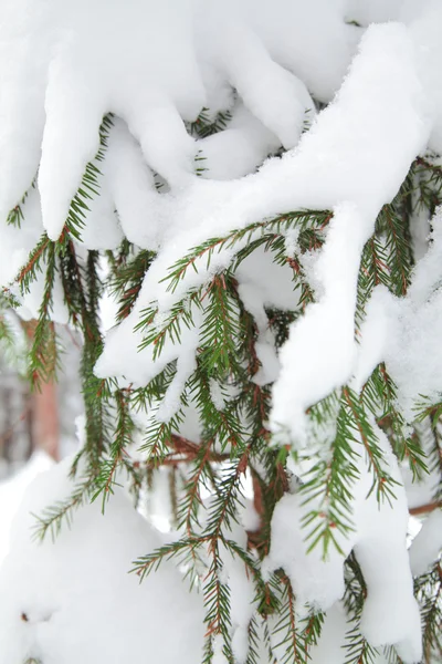 Christmas evergreen spruce tree with fresh snow — Stock Photo, Image