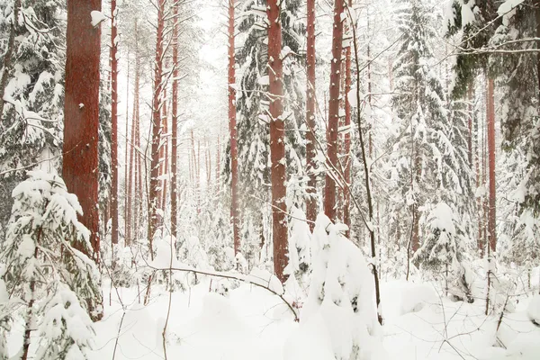 Winter forest. vintage foto. — Stockfoto